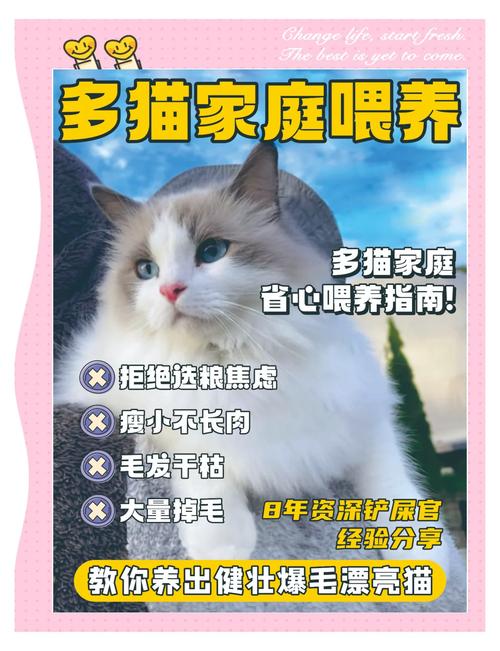 多猫家庭，怎么避免传染？