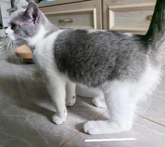 蓝猫踮着一只后脚走路实拍