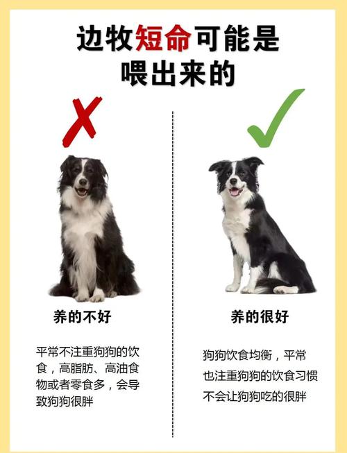 这些误区，好多养了好几年狗的人都踩过