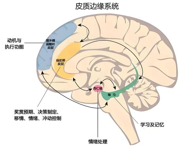 大脑前额叶皮层与边缘系统冲动控制功能示意图