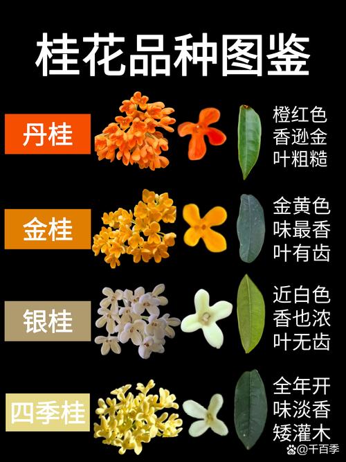 金桂银桂丹桂四季桂花朵颜色对比图