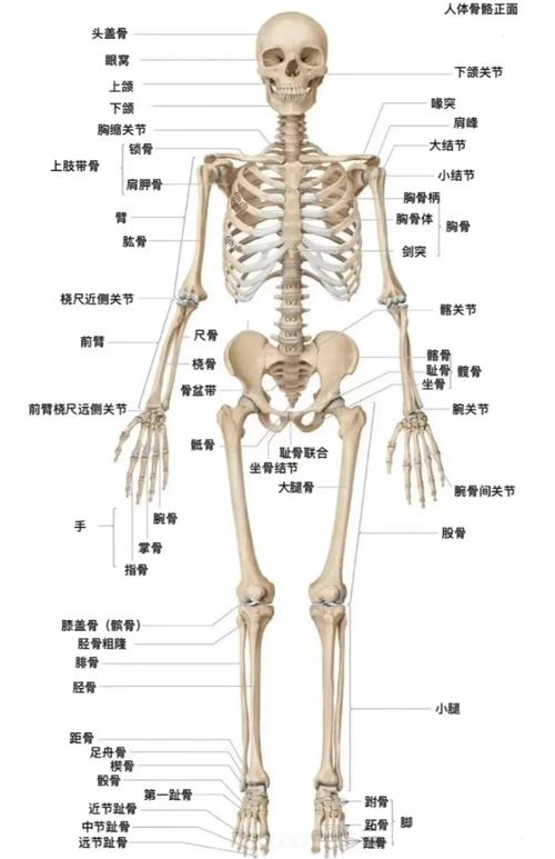 标准文本只写骨架，联盟要长出关节