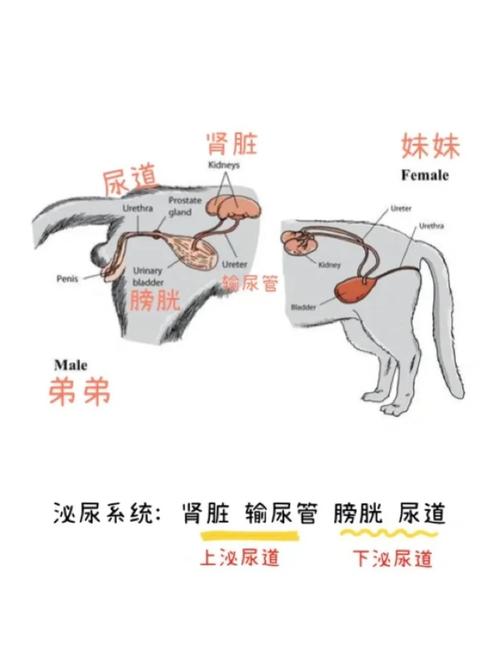猫咪泌尿健康检查项目示意图