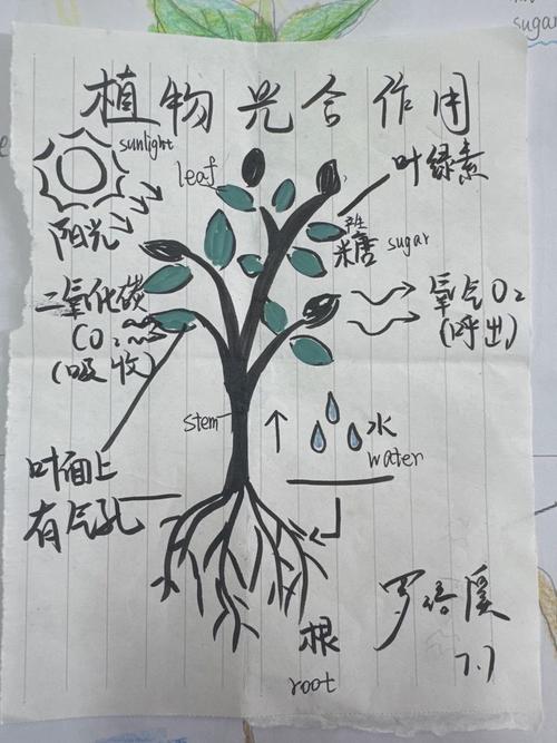 植物光合作用养分转换手绘示意图