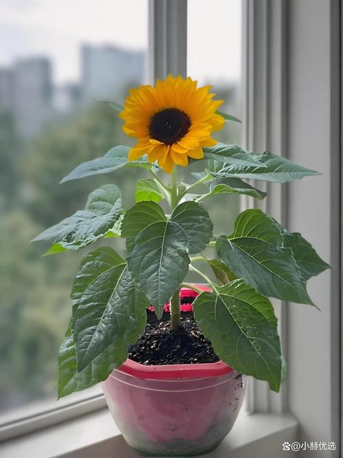 东向阳台角落向阳太阳花盆栽