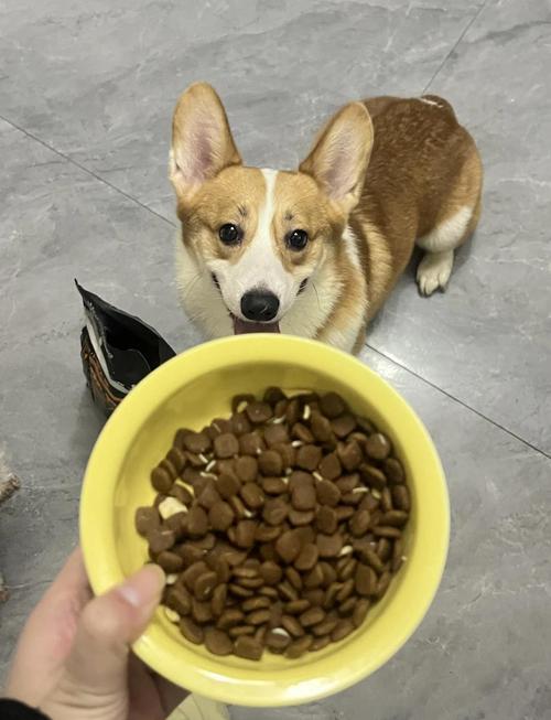 柯基低头护着食碗耳朵向后背的警惕状态