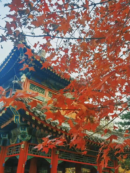香山:红叶节背后的江湖与一碗豆汁儿