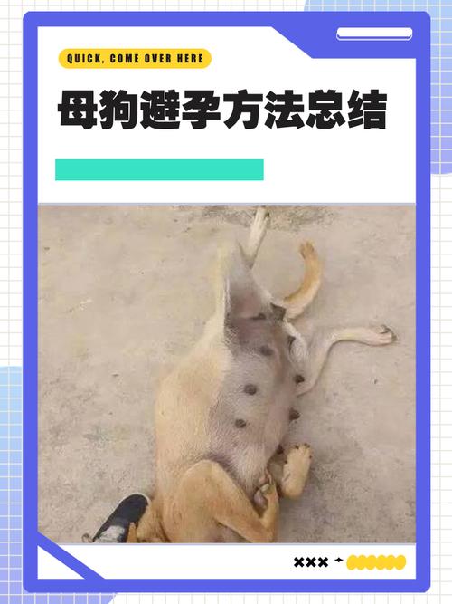 靠谱的狗狗避孕方法，就这几种