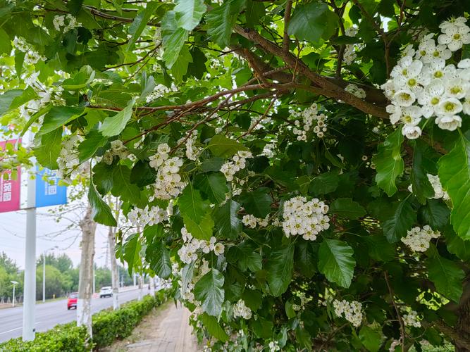 开满白色槐花的小学楼道口行道树