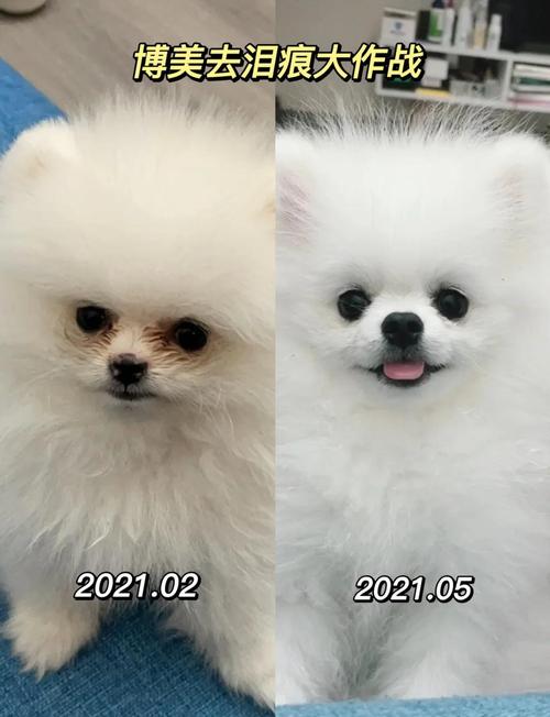 同一博美去泪痕前后脸部对比照