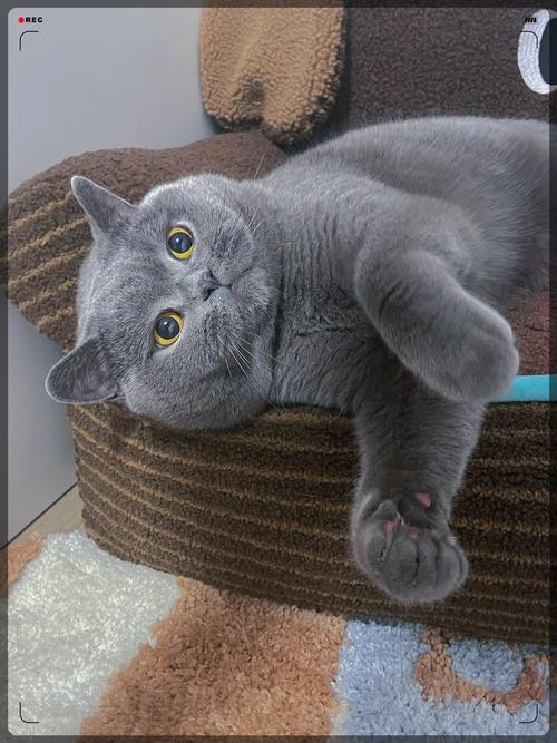 肥胖蓝猫跳上沙发落地姿态图