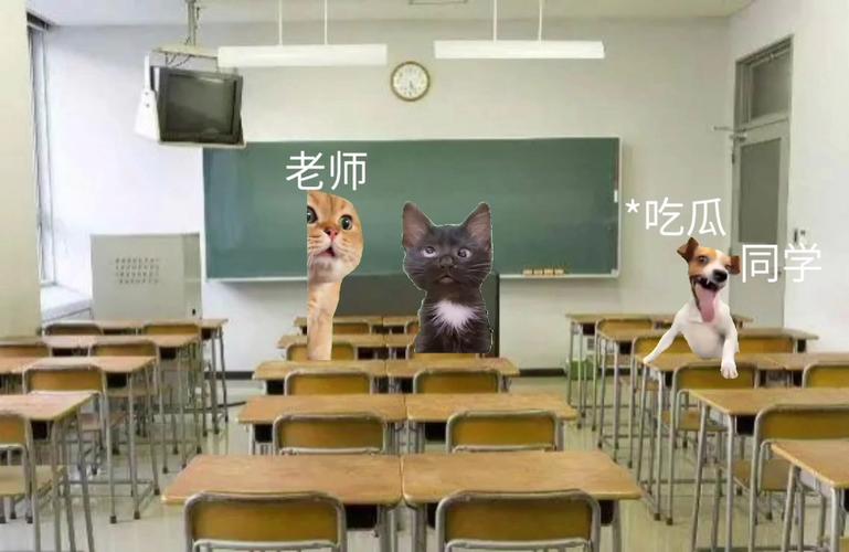 高中生给猫咪讲题的趣味场景