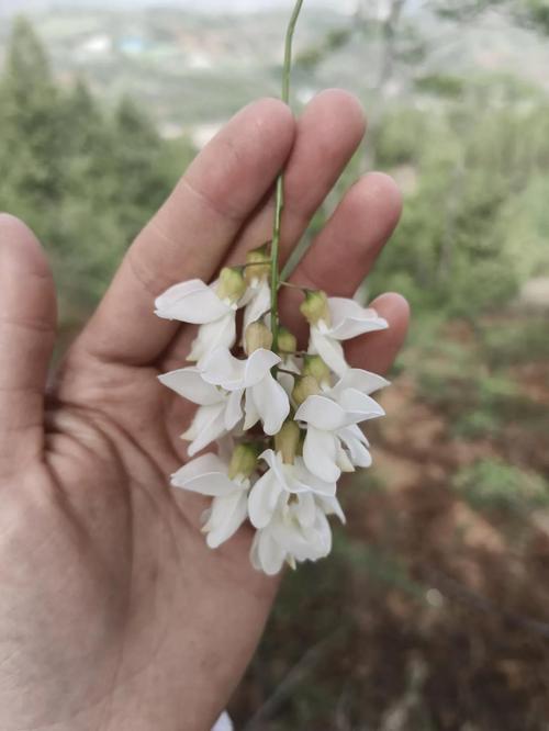 南漳薛坪镇盘山公路旁的栎树洋槐蜜源林