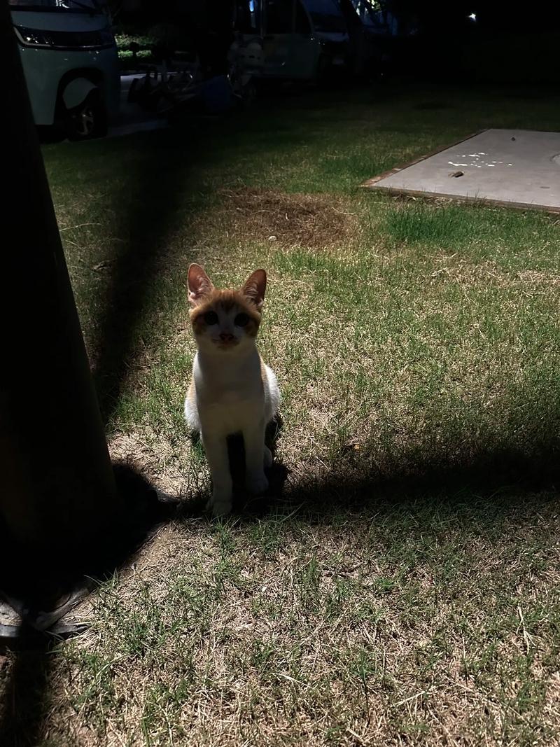 橘猫在凌晨昏暗走廊里瞳孔放大的奔跑特写