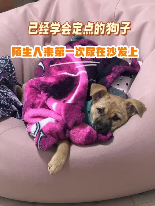 狗狗躲在沙发底排便的实拍图