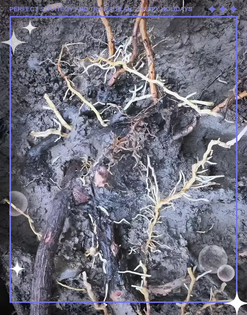 等等!还有一种可能——根系老化