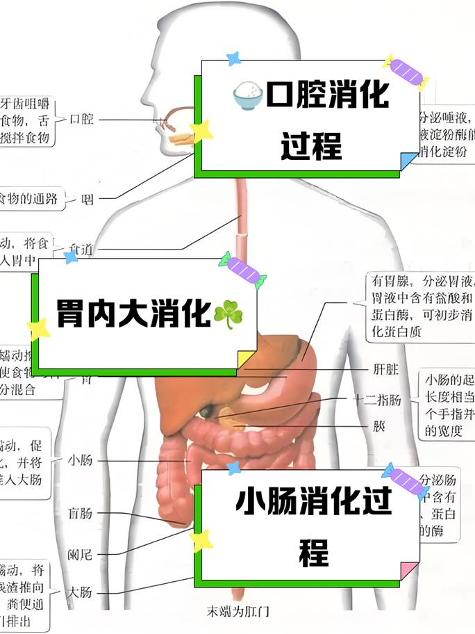 过快进食吞入胃部空气示意图