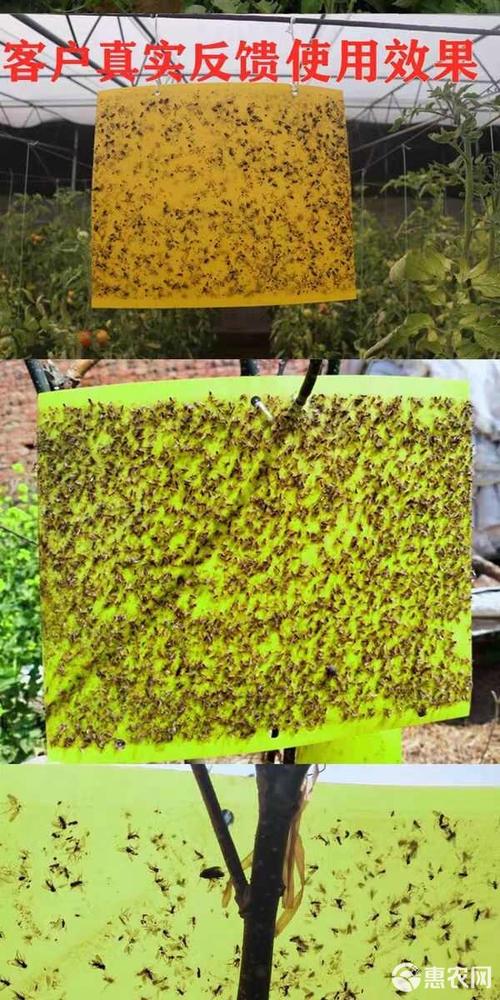 家庭园艺使用黄色粘虫板防治蚜虫