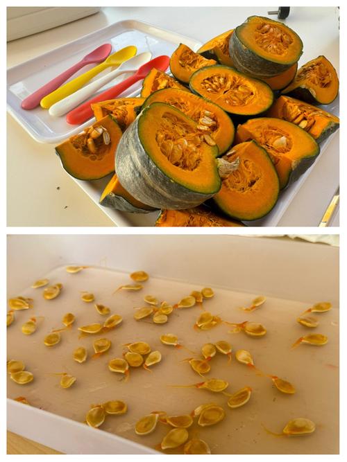 8个月宝宝用手触摸家里温南瓜皮做感官探索