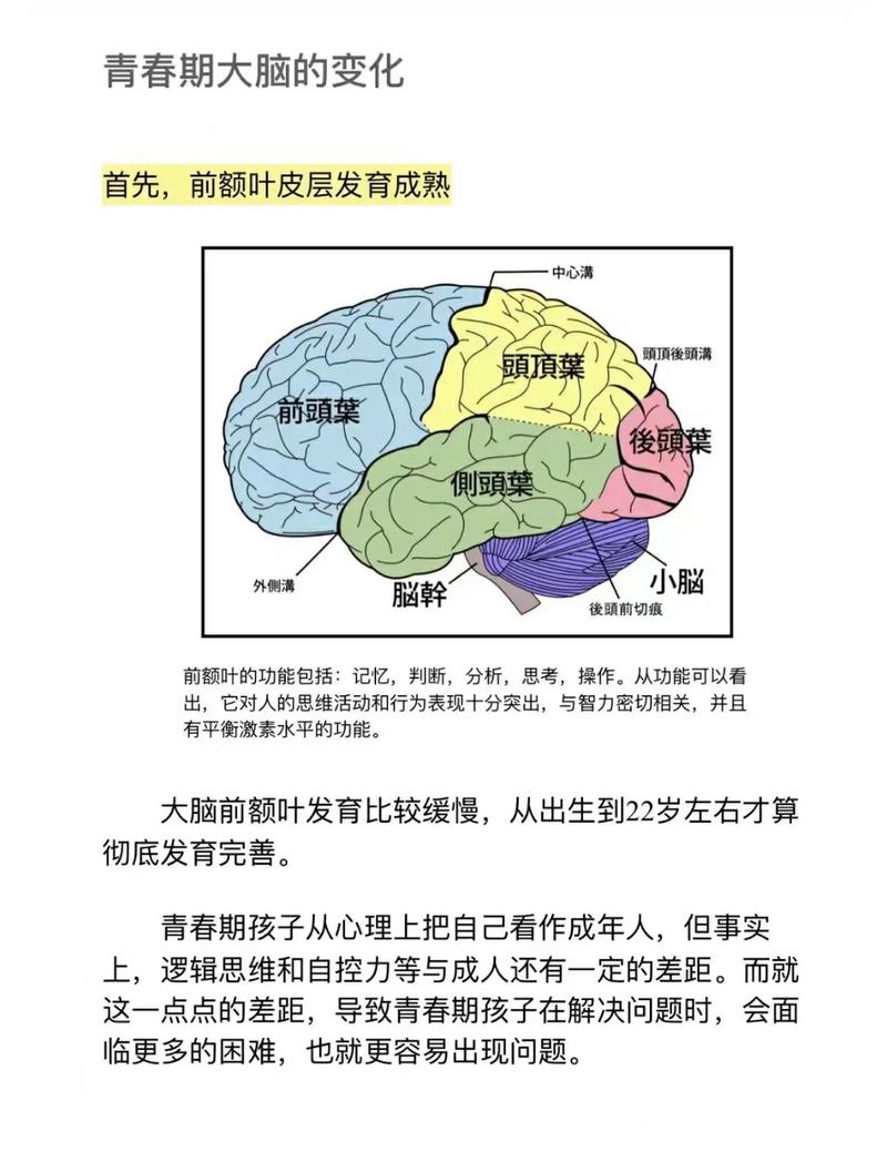 青春期孩子大脑发育对比图