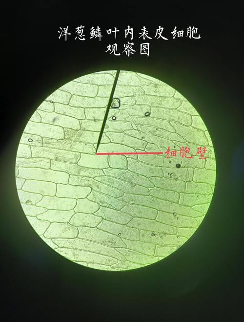 实验室里显微镜下大蒜细胞破裂释放大蒜素的微观结构图