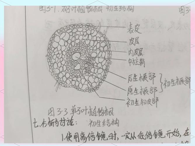 小学生手绘植物根系腐烂观察笔记