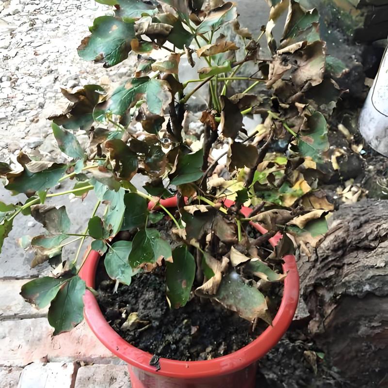 发黄积灰的旧干花实拍对比