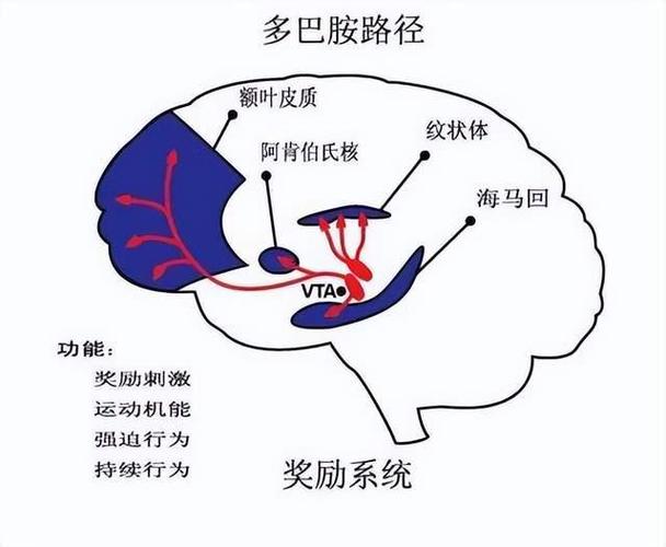 手机短视频成瘾的多巴胺反馈回路图解