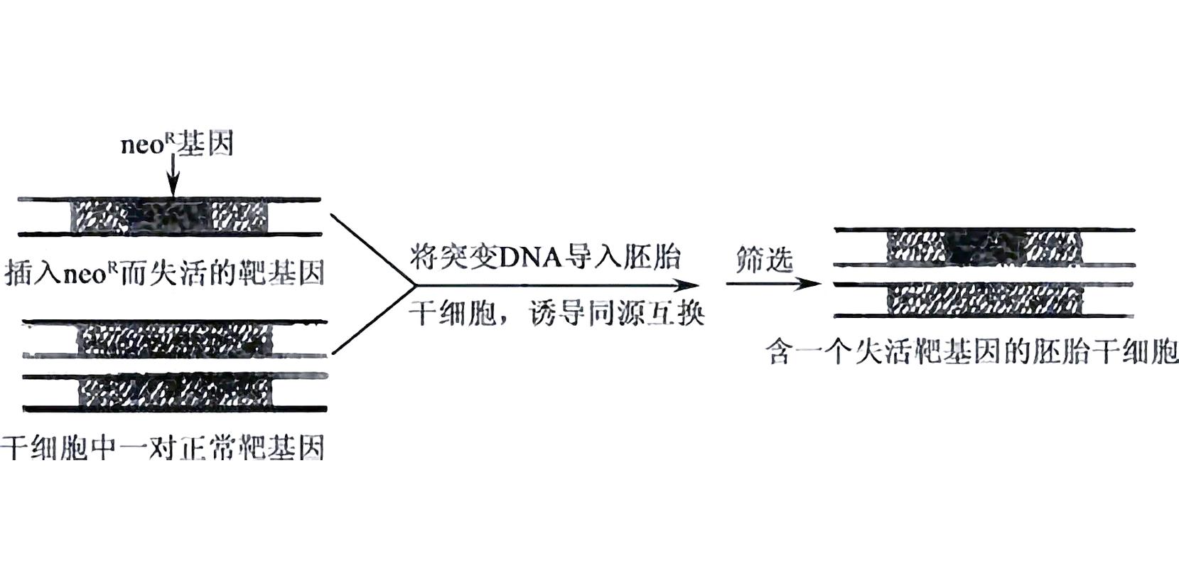 从基因编辑发展看科研领域的技术迭代升级