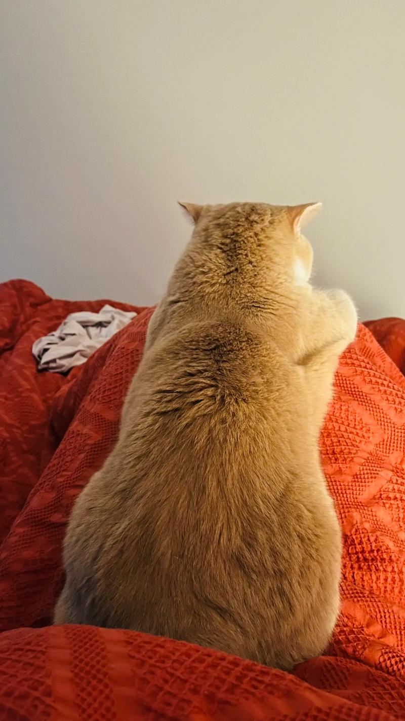 猫在主人膝盖上咕噜咕噜