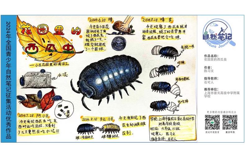 小学生观察西瓜虫手绘观察笔记
