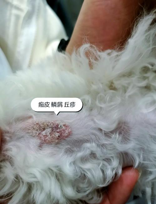 猫藓犬小孢子菌在居家环境附着位置示意图