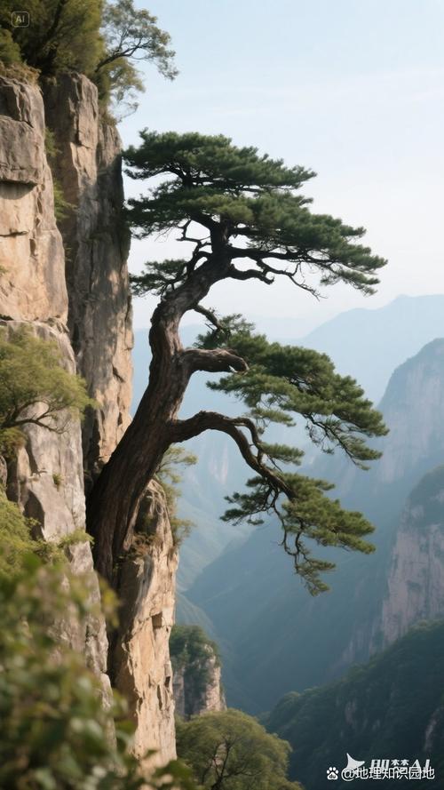 高山悬崖缝隙中生长的树木照片