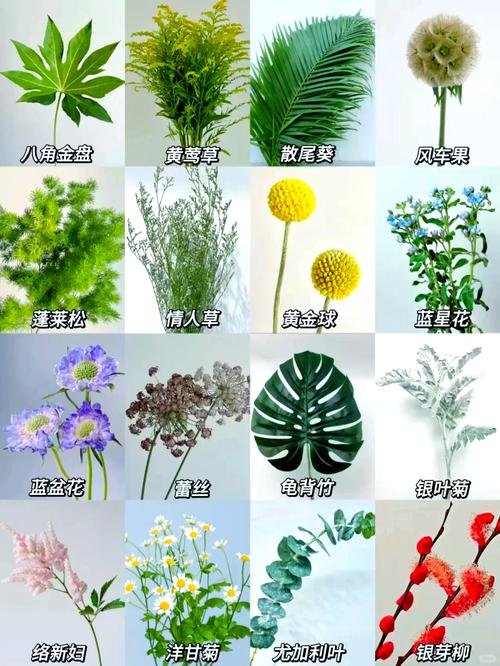 几款我私藏的花草搭配