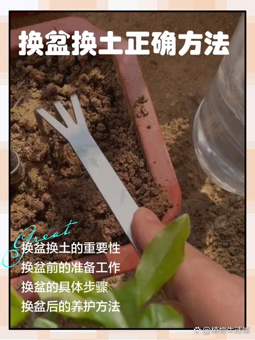 盆栽换盆拌草木灰操作图