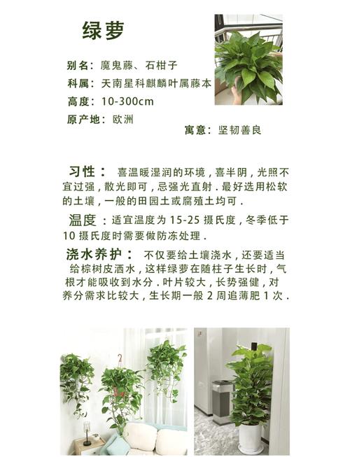 说到底,养绿萝就是养手感