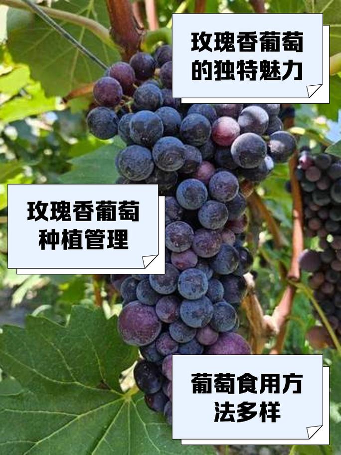 葡萄:从枝头到酒杯的深度漫游-因为所以
