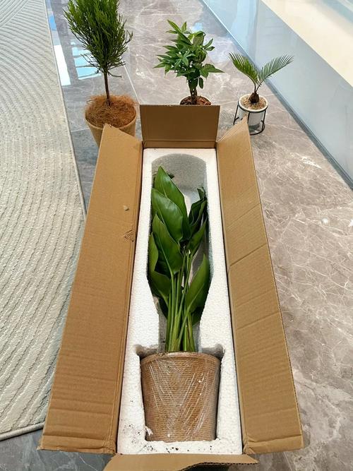 按月配送的小型绿植订阅开箱图