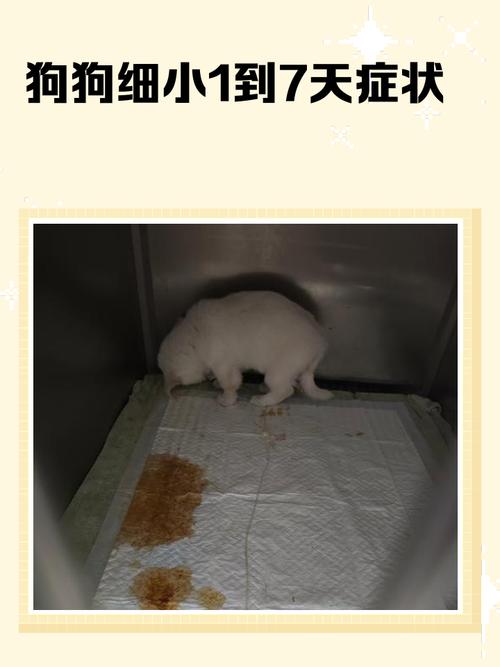 没出过门的小狗，怎么染上细小的？