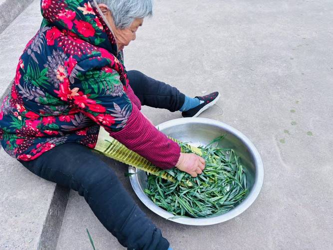 苏州老手工艺人手工揉浆麦草青团面团