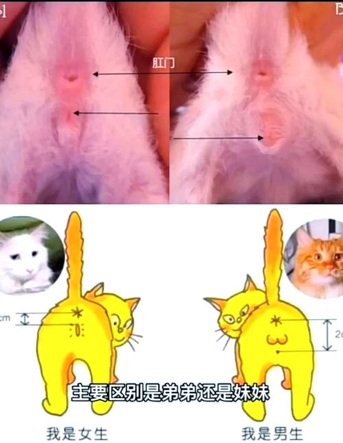 正常公猫与尿闭堵塞公猫尿道对比示意图