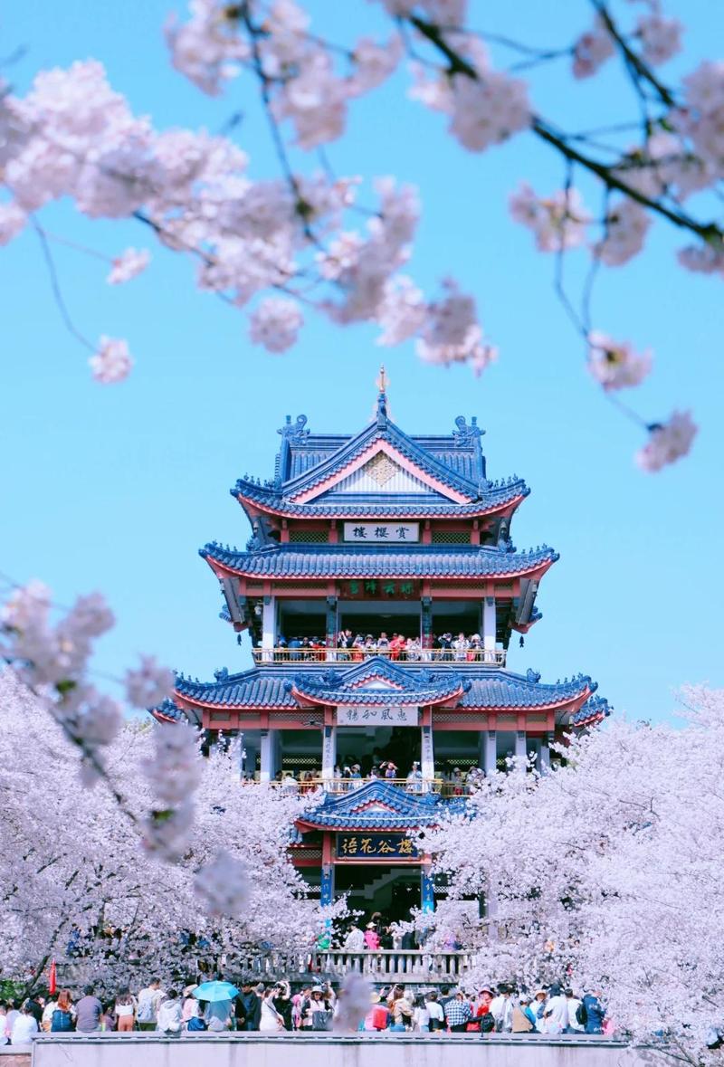 无锡鼋头渚春季樱花堤岸美景