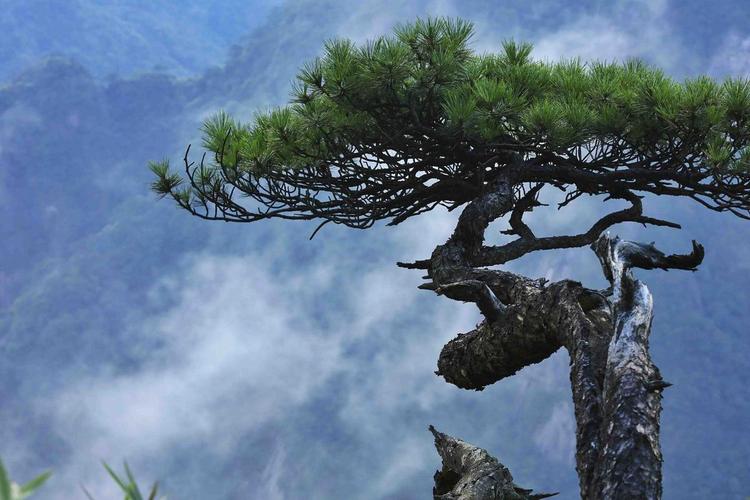 三清山万寿园环山栈道旁石缝生长的奇松