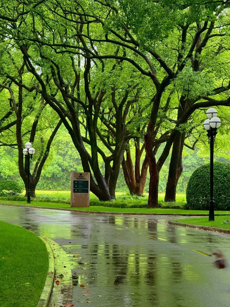 梅雨季潮湿林荫公园散步场景