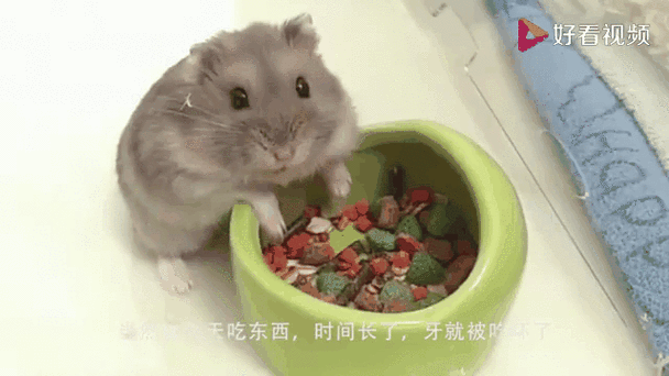 仓鼠在饲养箱食盆边吐瓜子仁的特写
