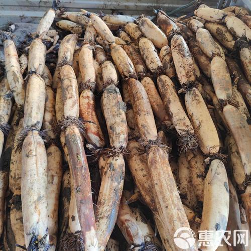 湖北洪湖藕农在淤泥中挖出完整的七孔粉藕