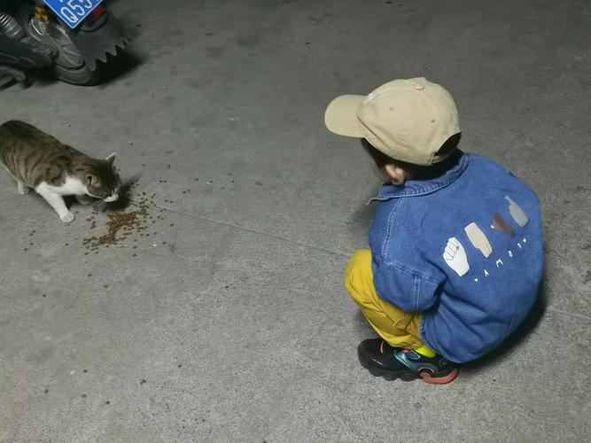 儿童蹲在小区喂流浪猫亲子日常场景
