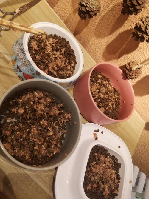 宠物食盆中混合新旧猫粮实拍