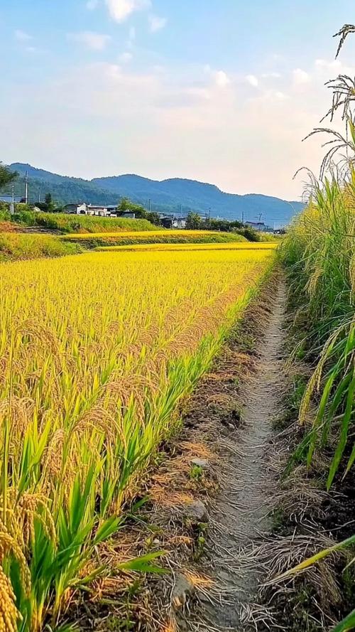 251省道南漳肖堰段路边稻田秋景
