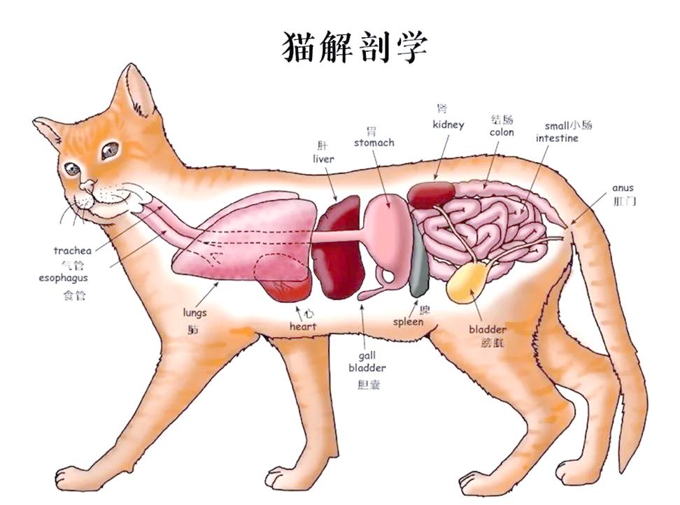 猫肉垫气味腺分布解剖示意图
